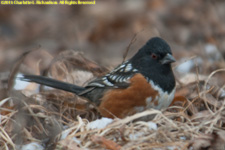 towhee